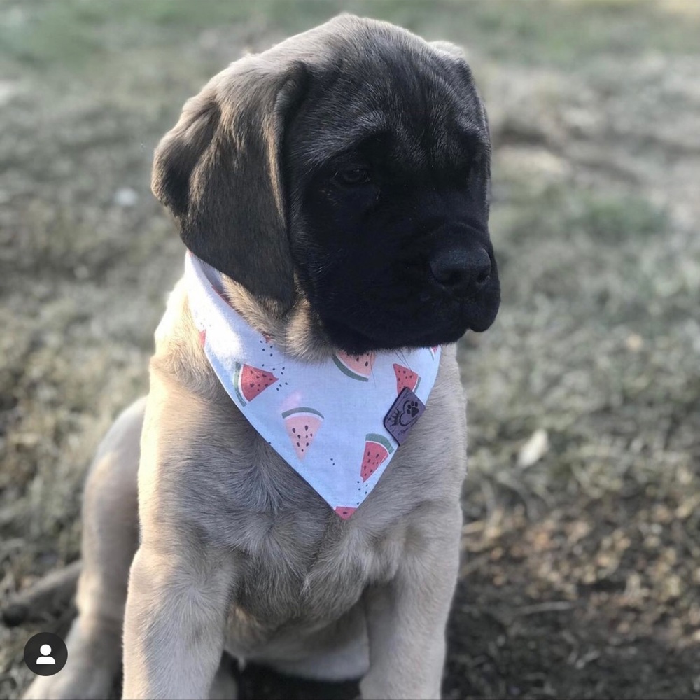 Doggy Bandana!